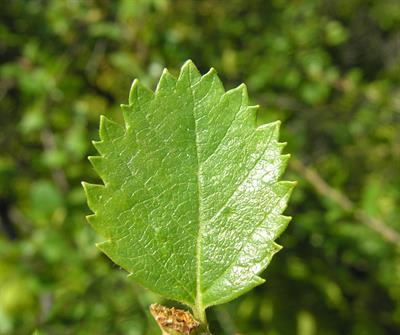 Betula humillis